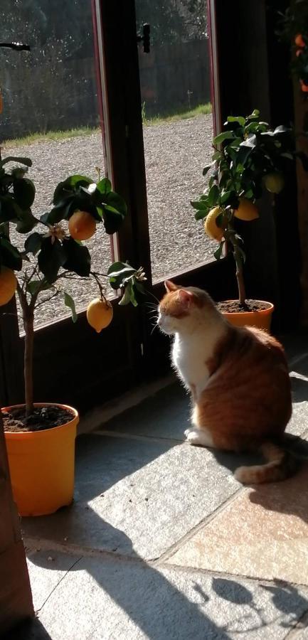 拉格兰奇安西安娜住宿加早餐旅馆 Montrollet 外观 照片